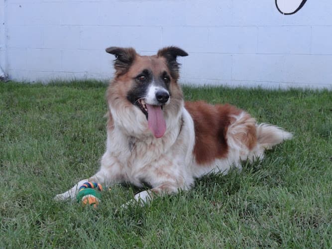 Dog day care center Woofs and Wiggles Daly City