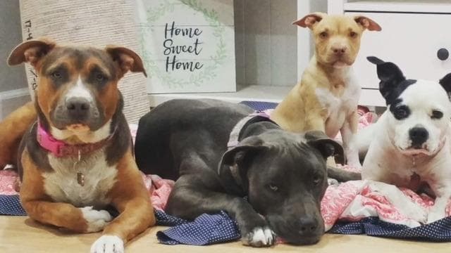 Dog day care center Yosemite Pet Hospital Simi Valley