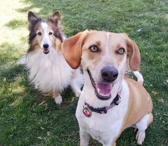 Dog day care center Your Dog Trainer Santa Ana