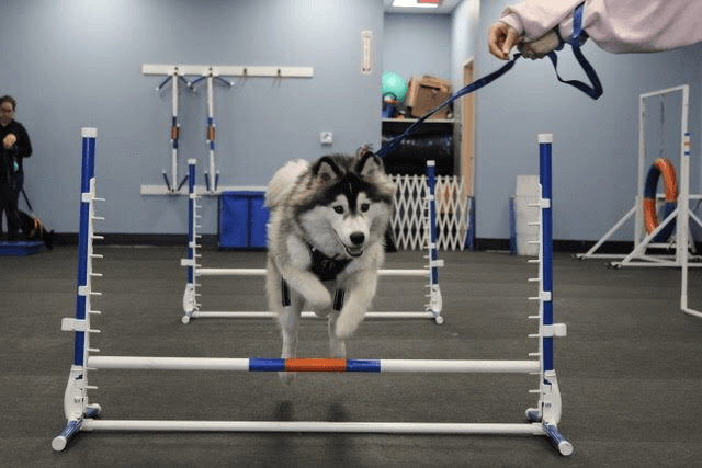 Dog day care center Zoom Room Dog Training Huntington Beach