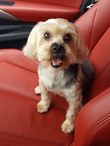 Dog Grooming 101 Pets Grooming West Covina