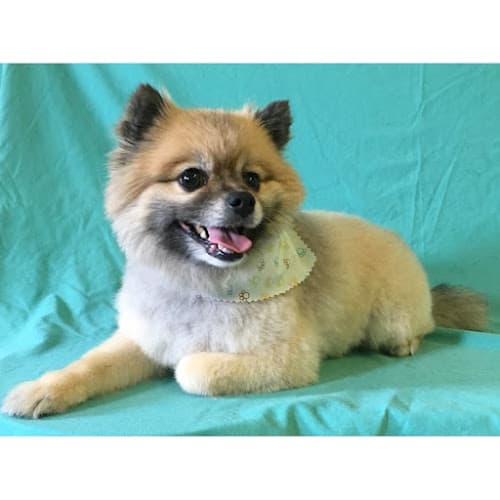 Dog Grooming 29 Paws Pet Grooming Carlsbad