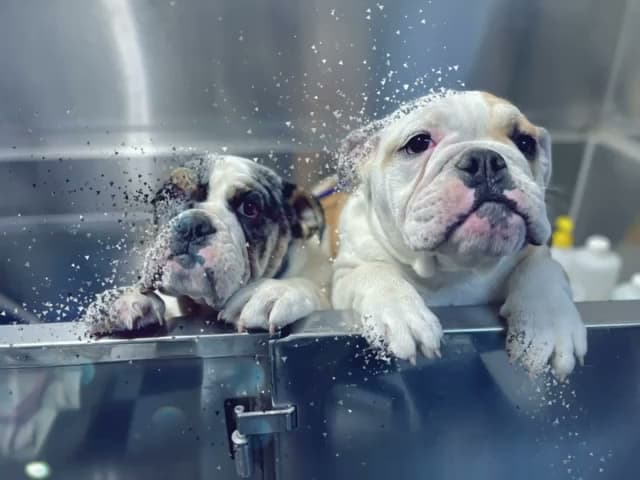 Dog Grooming 4 Paws Grooming Lancaster