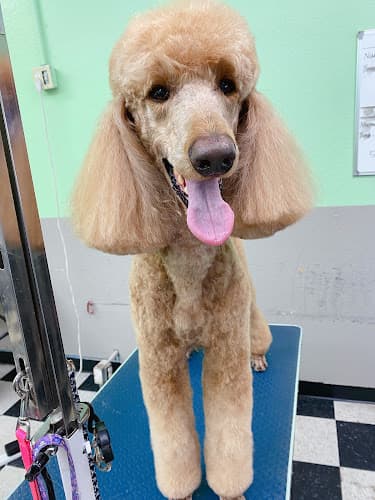 Dog Grooming 4 Pups Pet Grooming Carson