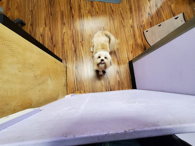 Dog Grooming 99 Problems But Groom'n Ain't 1 Tacoma