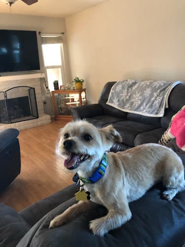 Dog Grooming A Bath N Biscuit Grooming & Pet Spa Modesto