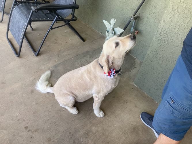 Dog Grooming A Classy K9 Pet Grooming LLC Murrieta
