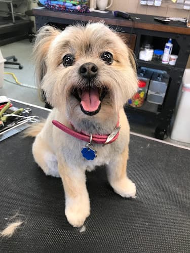 Dog Grooming A Cut Above Dog Grooming Federal Way