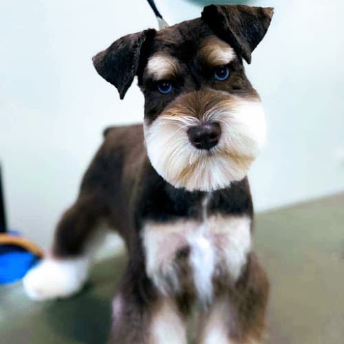 Dog Grooming A Cut Above Grooming Salon Hayward