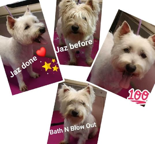 Dog Grooming A Cut Above Mobile Pet Grooming Bend