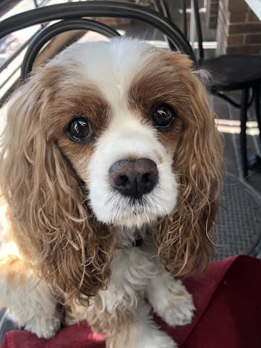 Dog Grooming A Cut Above Pet Grooming San Diego