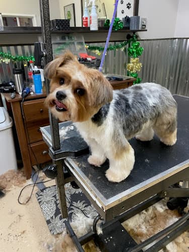 Dog Grooming A Dog's Tale Grooming Salon Spokane Valley