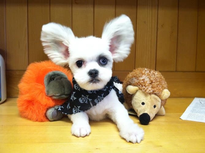 Dog Grooming A Muttley Crew Pet Grooming Redding