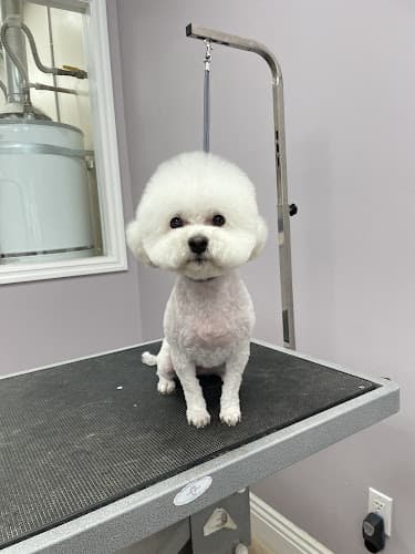 Dog Grooming A+ Pet & Grooming West Covina