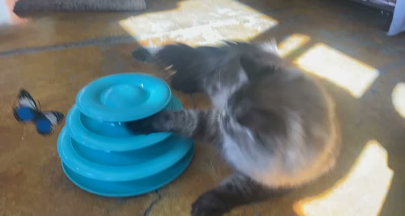 Dog Grooming A Pet Villa Dog Boarding and Grooming Santa Clara