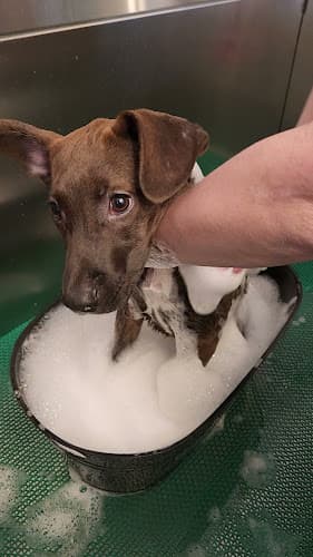 Dog Grooming A Pups Dream Dog Grooming LLC Long Beach