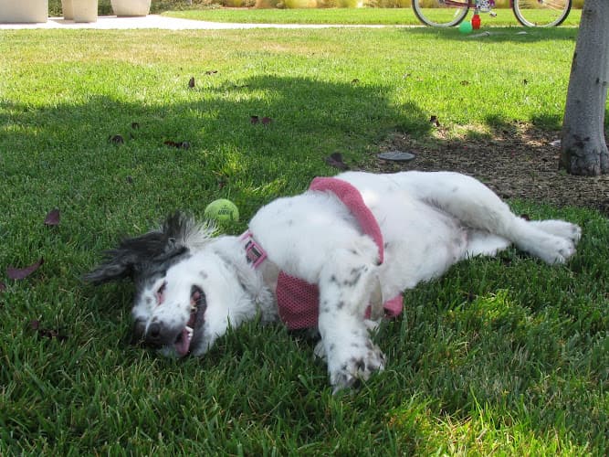 Dog Grooming A Touch of Gold Pet Grooming Vista