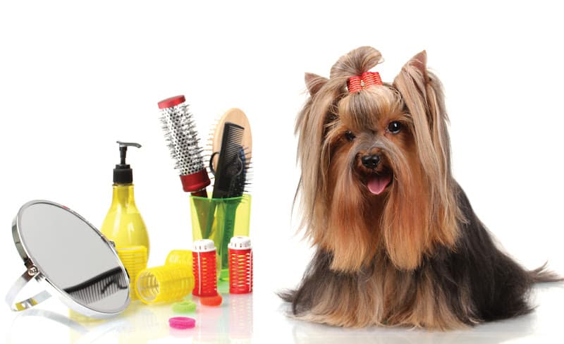 Dog Grooming AAA Pet Groomer Anaheim