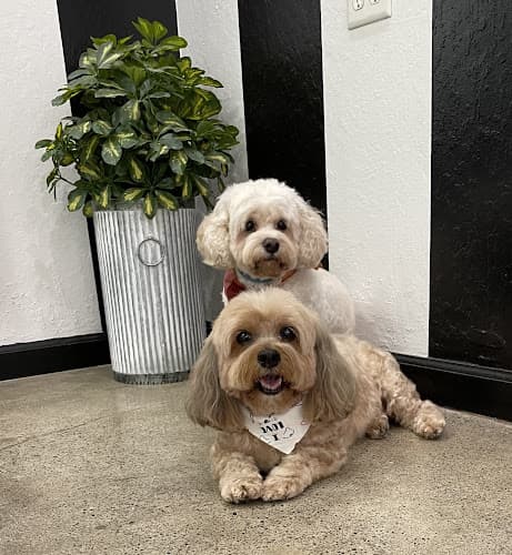 Dog Grooming Above & Beyond Pet Grooming Stockton