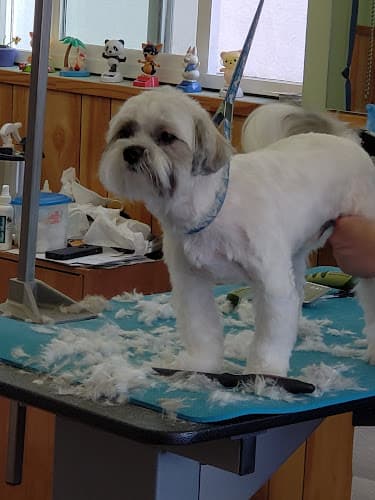 Dog Grooming Ace Dog Grooming Studio Burbank
