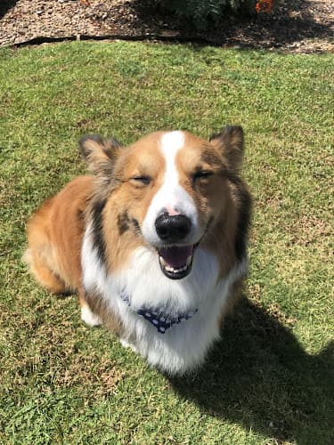 Dog Grooming Acoma Grooming Glendale