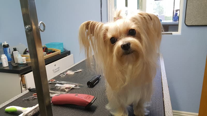 Dog Grooming Acton Pet Grooming Palmdale