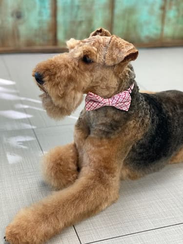 Dog Grooming Adorable Pet Grooming & Nutrition Mission Viejo