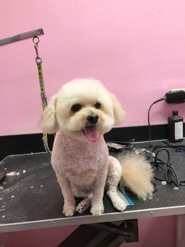 Dog Grooming Adorable Pet Grooming Salon Carson