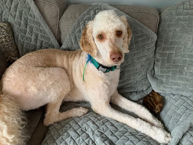 Dog Grooming Affordable Pet Grooming Salem