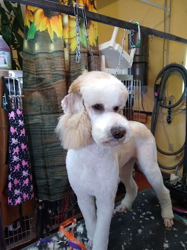 Dog Grooming After Hours Pet Grooming Spokane Valley