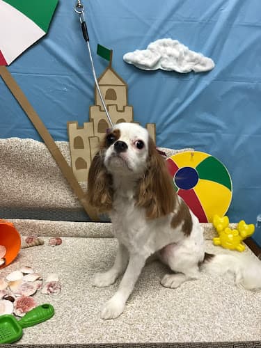 Dog Grooming Agape Dog Grooming LLC Moreno Valley