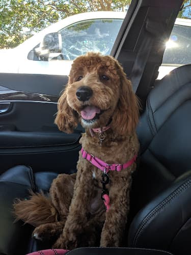 Dog Grooming Alamo Pet Grooming Concord