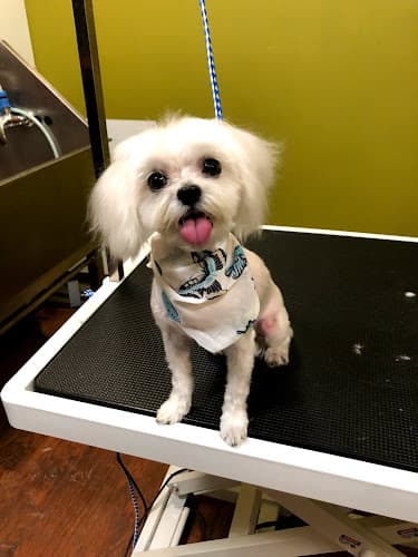 Dog Grooming Alex Grooming Los Angeles