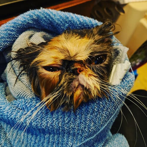 Dog Grooming Alex The Cat Groomer Renton