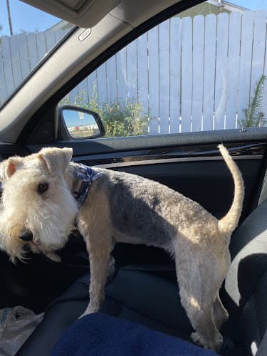 Dog Grooming Alexandro Dog Grooming Rialto