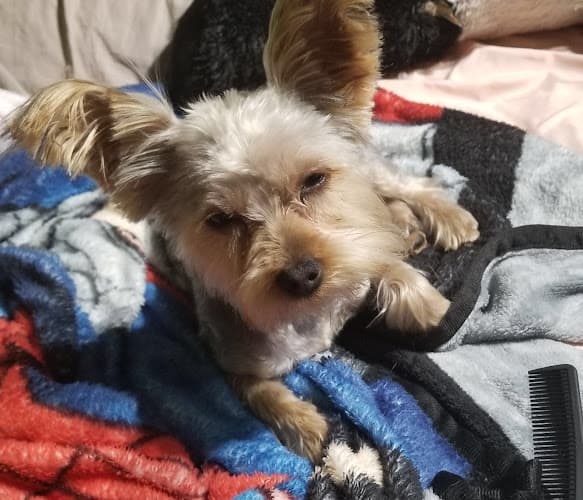 Dog Grooming All About Grooming Moreno Valley