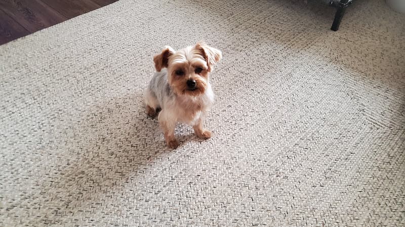 Dog Grooming All Animal Grooming & Pet Supply Chico