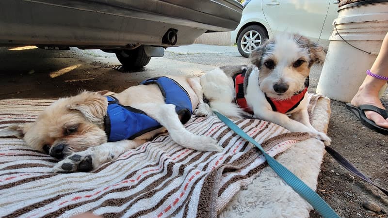 Dog Grooming All Cats and Dogs Grooming Chico