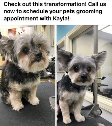 Dog Grooming All Creatures Pet Salon And Spa Santa Clarita