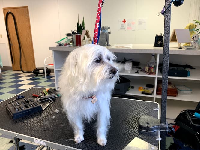 Dog Grooming All My Dogs Dog Grooming LLC Salem