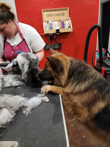 Dog Grooming All Star Grooming Spokane Valley