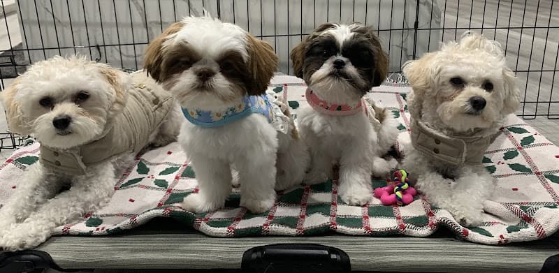 Dog Grooming Alley Cat & Dog Grooming Costa Mesa