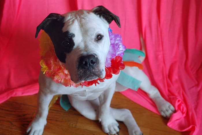 Dog Grooming Aloha Pet Grooming San Diego