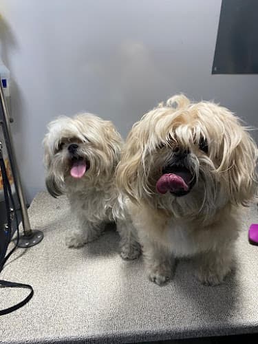 Dog Grooming Alpha Grooming Pet Salon Sacramento