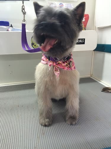 Dog Grooming Alpha Grooming Pet Salon San Francisco