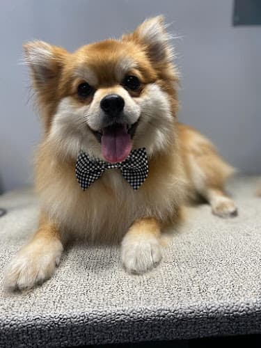 Dog Grooming Alpha Grooming Pet Salon San Mateo