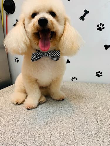 Dog Grooming Alpha Grooming Pet Salon Stockton