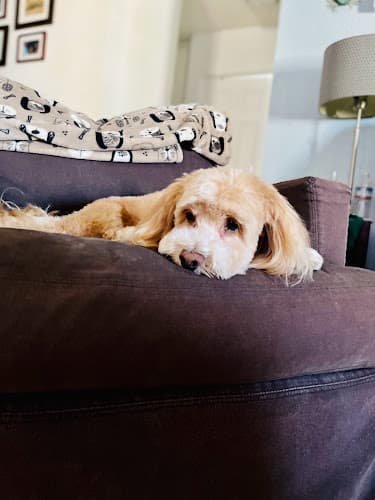 Dog Grooming Alpine Pet Grooming El Cajon