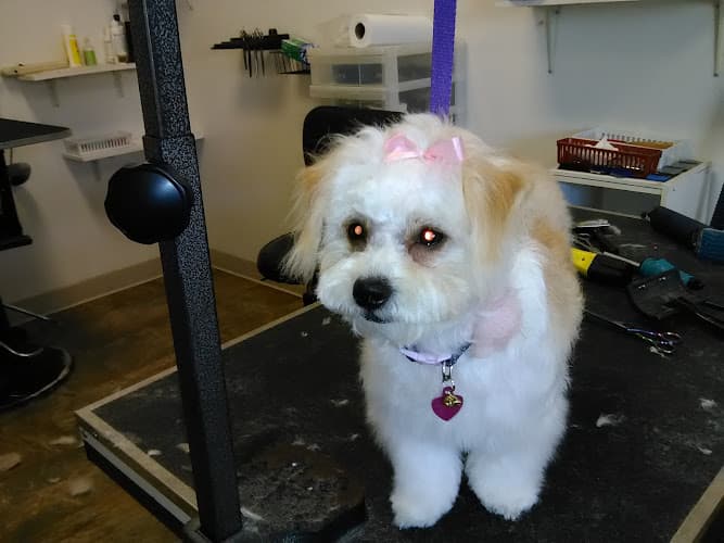 Dog Grooming Alpine Pet Grooming Vacaville