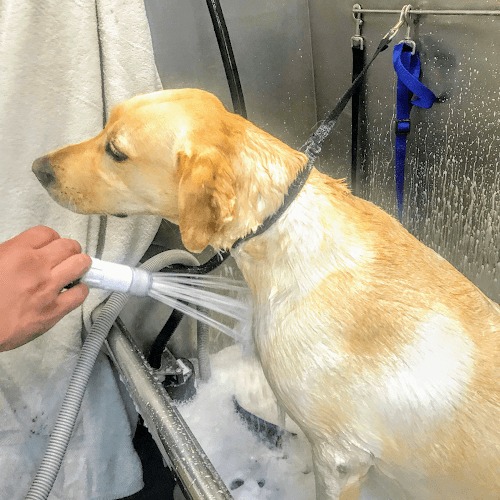 Dog Grooming Al's At Your Door Mobile Grooming Ventura